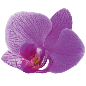 Orquídea asiática